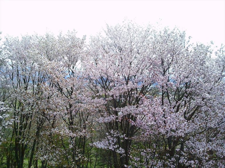 お花見外食行事